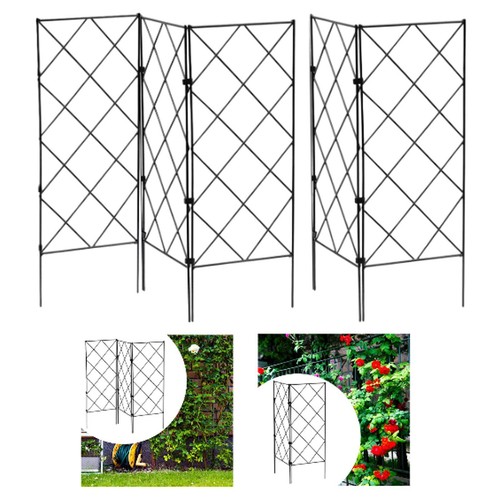 Piante arrampicata giardino - piante,