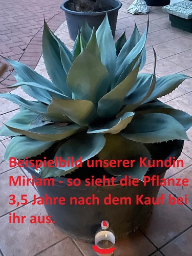 O20 agave ovatifolia - ovatifolia,