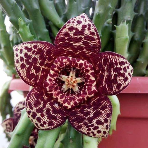 Orbea variegata stapelia