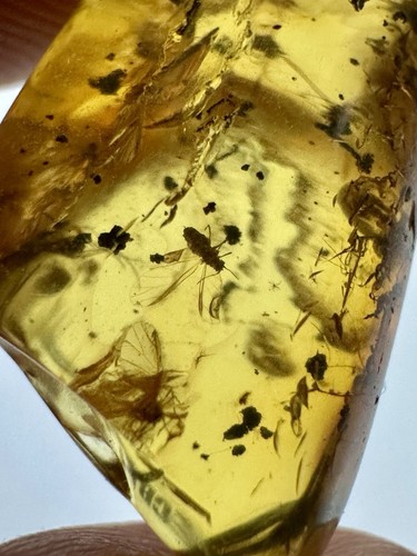 Baltic amber multiple mosquito - amber,