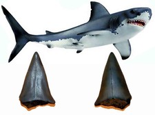 Carcharodon megalodon dente - megalodon,