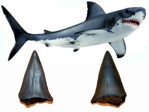 Carcharodon megalodon dente - carcharodon,