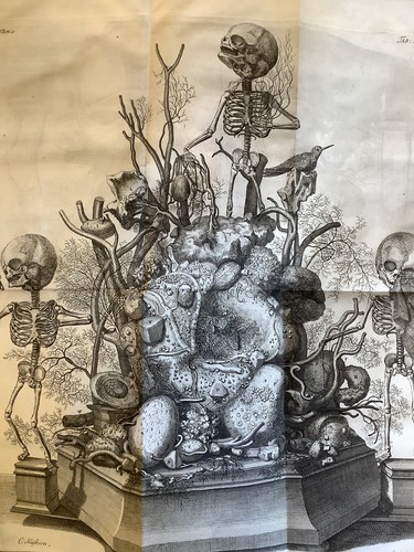 Ruysch thesaurus anatomicus - ruysch,