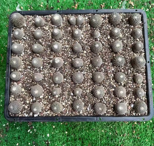 Pelecyphora - 2,5,