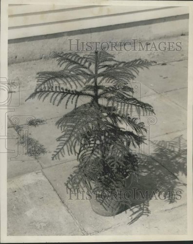 1957 foto stampa - 1957,