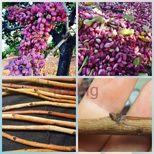 2x piante di pistacchio