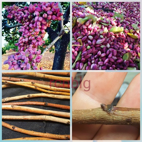 Piante pistacchio - 2x, di