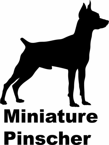 Pinscher miniatura - in,