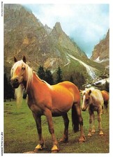 AQFP14-0956-CAVALLO - Cavallo