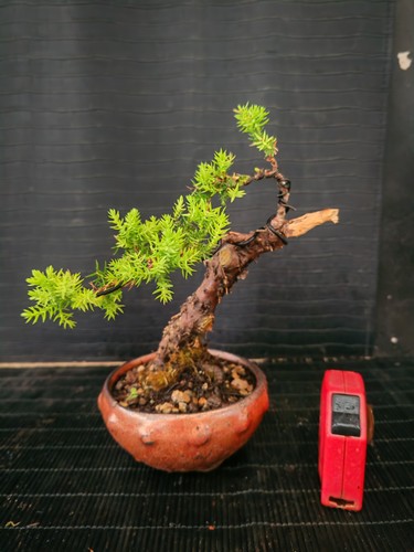 Bonsai ginepro procumbenz - bonsai,