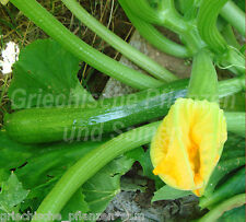 ? Zucchine Romanesco ** ortaggi delicati gustosi 4 semi freschi balcone vaso