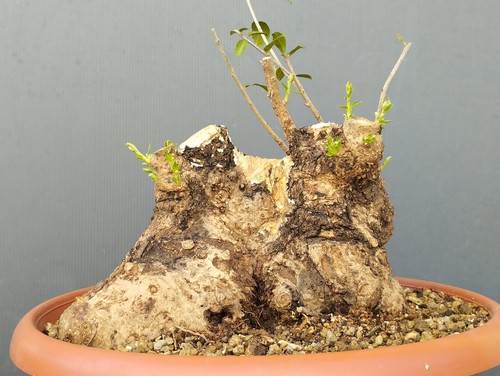 Bonsai olivastro 25x25cm - 25x25cm, in