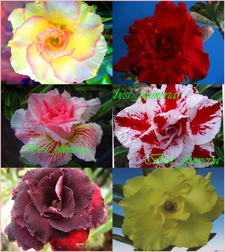 Bellissimo adenium obesum - bellissimo!!,
