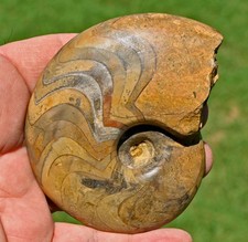 Colorful, Polished  Goniatite