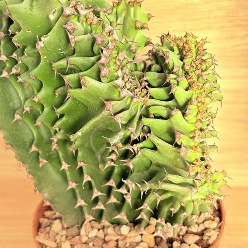 Euphorbia eritrea crestata - f.,