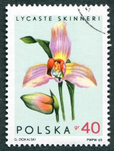 Polonia 1965 40g sg1592 - 1965,
