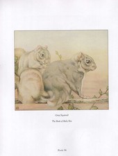 Bella Vintage Uccello Stampa