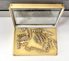 Archimede Bryozoan Fossils