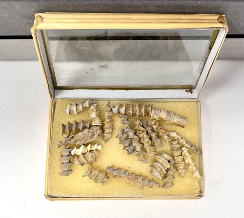 Archimede bryozoan fossils - bryozoan,