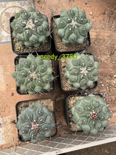 Pianta succulenta thelocactus - pianta,
