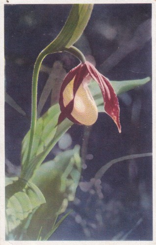 Cartolina cypripedium - cartolina,
