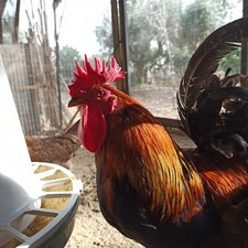 Uova feconde di gallina