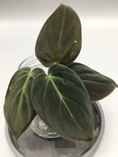Philodendron Micans talee