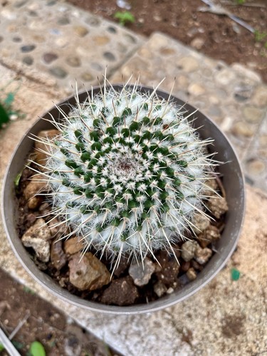 Cactus mammillaria - cactus,