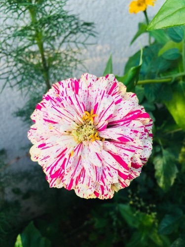 100 semi zinnia - semi, di