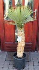 Yucca rostrata dal Messico