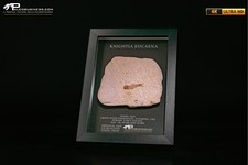 Pesce fossile knightia - knightia, eocaena