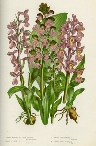 Stampa botanica antica 1899 - antica,