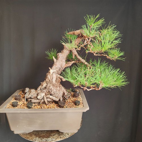 Pre bonsai esemplare pino - pre, di