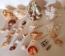 Lotto Conchiglie e piccolo