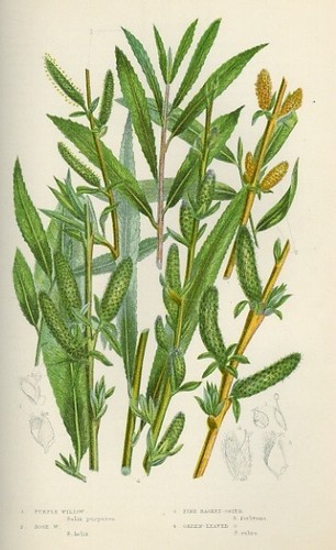 Stampa botanica antica 1899 - stampa,
