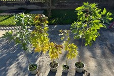 Piante di Acero Canadese Saccarinum