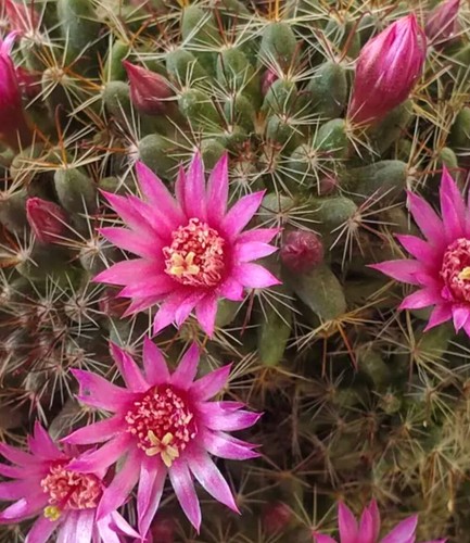 Mammillaria scheidweileriana