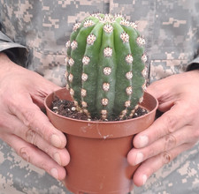 Tricho cereus imperialis - cereus, cv.