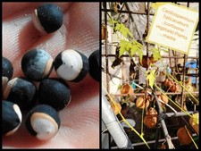 Cardiospermum halicacabum