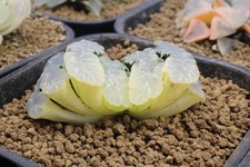 Haworthia troncata 'concubina'