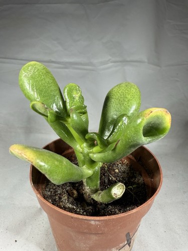 Crassula ovata hobbit - cv,