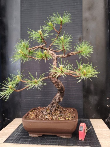 Bonsai pino nero - , cm