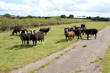 Photo 6x4 Zwartbles sheep on a