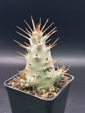 Pachypodium saundersii Raro