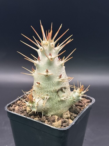 Pachypodium saundersii raro - pachypodium,