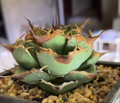 Raro cactus agave titanota - raro,