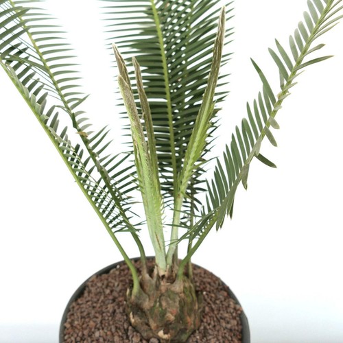 Dioon edule jacala form - edule,