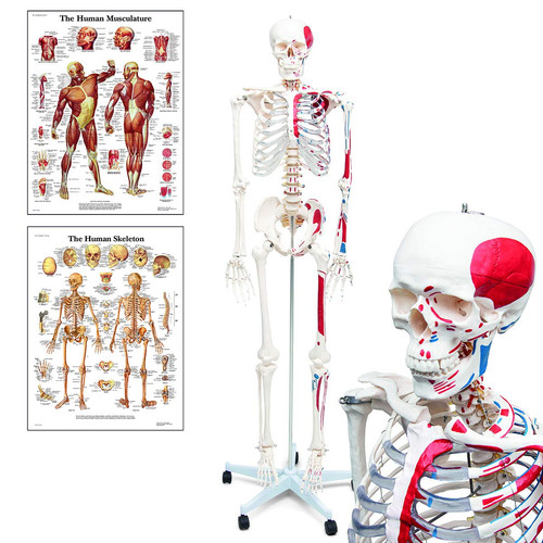 Anatomia elementare modello - elementare,