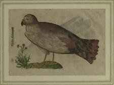 ALDROVANDI ULISSE (Bologna, 1522 - 1605) RAPPRESENTAZIONE DI ORNITOLOGIA xilogra