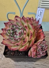 Echeveria eyelashes tosca - echeveria,